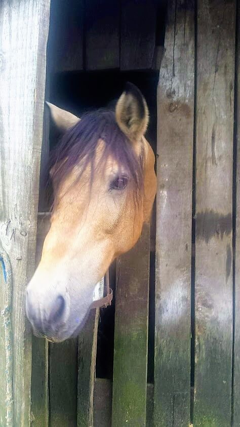 horse-riding-canela